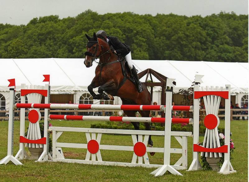 Warmblood Horses